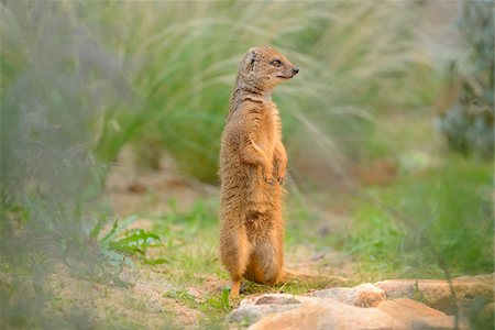 Yellow Mongoose (Cynictis penicillata) Standing on Hind Legs, Bavaria, Germany Stock Photo - Rights-Managed, Code: 700-07148193