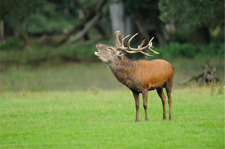 Male Red Deer (Cervus elaphus) Calling at edge of Woods, Wildlife Park Old Pheasant, Hesse, Germany Stockbilder - Lizenzpflichtiges, Bildnummer: 700-07148200