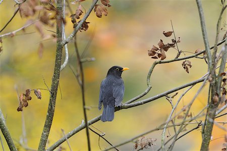 Close-up of Common Blackbird (Turdus merula) in Autumn, Bavarian Forest National Forest, Bavaria, Germany Foto de stock - Direito Controlado, Número: 700-07204065