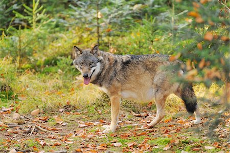 Eurasian Wolf (Canis lupus lupus) in Autumn, Bavarian Forest National Park, Bavaria, Germany Foto de stock - Con derechos protegidos, Código: 700-07204067