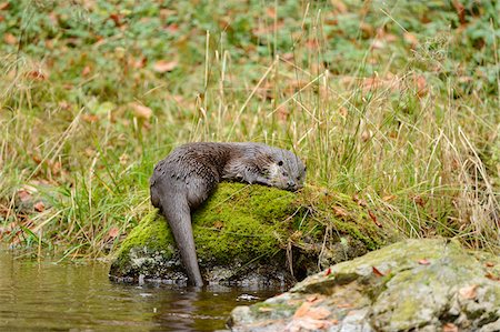 simsearch:700-06531903,k - European Otter (Lutra lutra) on Riverbank in Autumn, Bavarian Forest National Park, Bavaria, Germany Photographie de stock - Rights-Managed, Code: 700-07204063