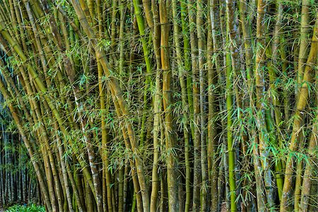 Bamboo Grove in Botanical Garden (Jardim Botanico), Rio de Janeiro, Brazil Stock Photo - Rights-Managed, Code: 700-07204129