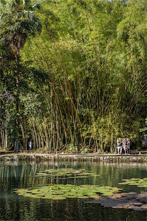 Bamboo Grove in Botanical Garden (Jardim Botanico), Rio de Janeiro, Brazil Foto de stock - Con derechos protegidos, Código: 700-07204123