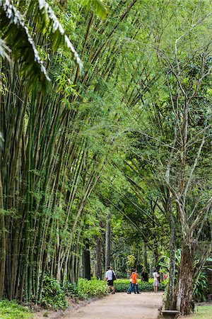 Bamboo Grove in Botanical Garden (Jardim Botanico), Rio de Janeiro, Brazil Stockbilder - Lizenzpflichtiges, Bildnummer: 700-07204130