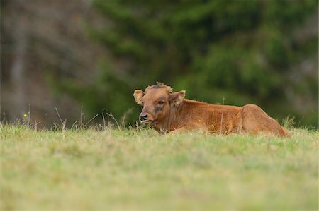 simsearch:700-07204064,k - Calf Lying Down in Field in Autumn, Bavarian Forest National Park, Bavaria, Germany Stock Photo - Rights-Managed, Code: 700-07206644