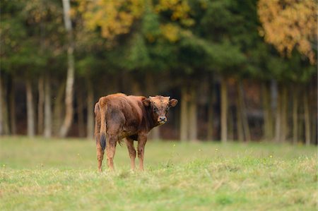 simsearch:700-07204064,k - Calf Standing in Field in Autumn, Bavarian Forest National Park, Bavaria, Germany Stock Photo - Rights-Managed, Code: 700-07206645