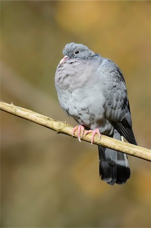 simsearch:600-07904553,k - Close-up of Common Wood Pigeon (Columba palumbus) in Autumn, Bavarian Forest National Forest, Bavaria, Germany Photographie de stock - Rights-Managed, Code: 700-07206642