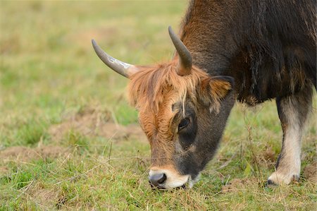 simsearch:700-07206642,k - Close-up of Cattle Grazing in Autumn, Bavarian Forest National Park, Bavaria, Germany Stock Photo - Rights-Managed, Code: 700-07206643