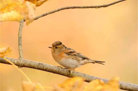 simsearch:700-07204066,k - Portrait of Brambling (Fringilla montifringilla) in Autumn, Bavarian Forest National Park, Bavaria, Germany Foto de stock - Con derechos protegidos, Código: 700-07206651