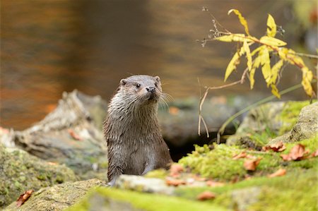 simsearch:700-08171736,k - Portrait of European Otter (Lutra lutra) in Autumn, Bavarian Forest National Park, Bavaria, Germany Foto de stock - Con derechos protegidos, Código: 700-07206652