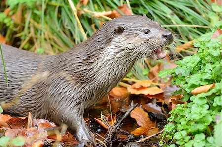 europäisch - Portrait of European Otter (Lutra lutra) in Autumn, Bavarian Forest National Park, Bavaria, Germany Stockbilder - Lizenzpflichtiges, Bildnummer: 700-07206653