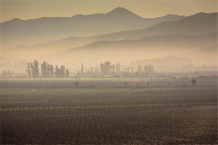 Scenic view of vineyards in Casablanca, Provincia de Valparaiso, Chile Foto de stock - Con derechos protegidos, Código: 700-07203975