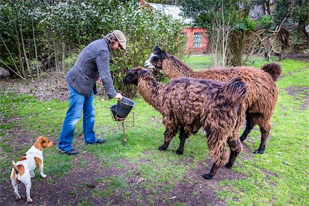 simsearch:700-06009208,k - Man Feeding Llamas at Candelaria del Monte, San Miguel de Monte, Argentina Stockbilder - Lizenzpflichtiges, Bildnummer: 700-07237779