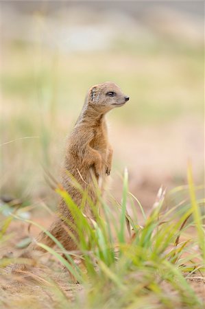 Close-up portrait of Yellow Mongoose (Cynictis penicillata) standing in sand, Bavaria, Germany Stock Photo - Rights-Managed, Code: 700-07237998