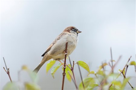 perching bird - Close-up portrait of House Sparrow (Passer domesticus) male sitting on a bough, Bavaria, Germany Stock Photo - Rights-Managed, Code: 700-07237999