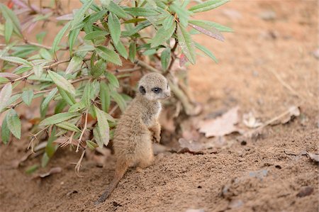 standing on hind legs - Baby Meerkat or Suricate (Suricata suricatta), standing on sand next to plant, Bavaria, Germany Photographie de stock - Rights-Managed, Code: 700-07238004