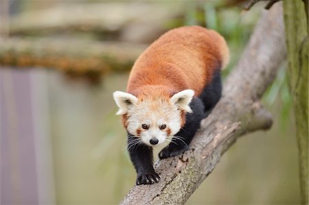 ram (animal) - Red panda (Ailurus fulgens) climbing on a bough, Bavaria, Germany Foto de stock - Con derechos protegidos, Código: 700-07238006