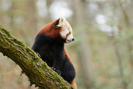 red pandas - Red panda (Ailurus fulgens) on a bough, looking over shoulder, Bavaria, Germany Stock Photo - Rights-Managed, Code: 700-07238008