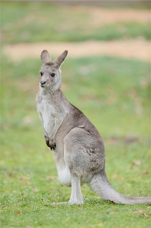 standing on hind legs - Eastern grey kangaroo (Macropus giganteus) standing in meadow, Bavaria, Germany Photographie de stock - Rights-Managed, Code: 700-07238001
