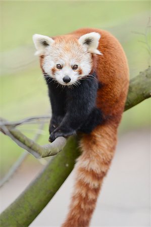 red pandas - Red panda (Ailurus fulgens) sitting on a bough, Bavaria, Germany Stock Photo - Rights-Managed, Code: 700-07238002