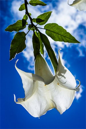 Close-up of Angel's Trumpet (Brugmansia) flower backlit against blue sky, at Machu Picchu, Peru Photographie de stock - Rights-Managed, Code: 700-07238040