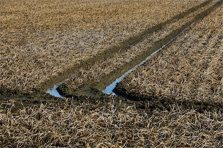 potato field water - Wet Tracks in Potato Field, Kats, Zeeland, Netherlands Stock Photo - Rights-Managed, Code: 700-07238107