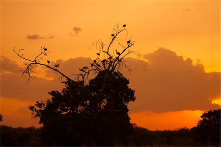 simsearch:700-06674882,k - White Storks in Tree at Sunset, Masai Mara National Reserve, Kenya Foto de stock - Con derechos protegidos, Código: 700-07278787