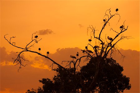 White Storks in Tree at Sunset, Masai Mara National Reserve, Kenya Photographie de stock - Rights-Managed, Code: 700-07278788