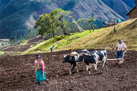 farm with plowed fields - Farmers Plowing Field with Cows, Zuleta, Imbabura Province, Ecuador Stock Photo - Rights-Managed, Code: 700-07279316