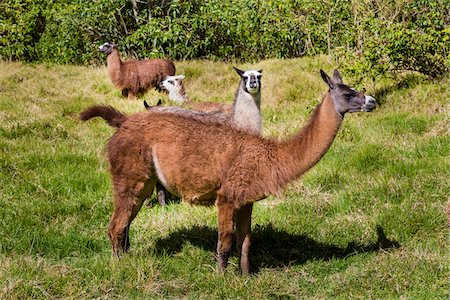 Llamas at Hacienda Zuleta, Imbabura Province, Ecuador Stock Photo - Rights-Managed, Code: 700-07279326