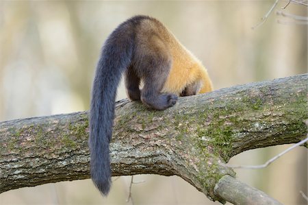 simsearch:700-06752450,k - Yellow-throated Marten (Martes flavigula) Climbing a Tree, Bavaria, Germany Stock Photo - Rights-Managed, Code: 700-07310287