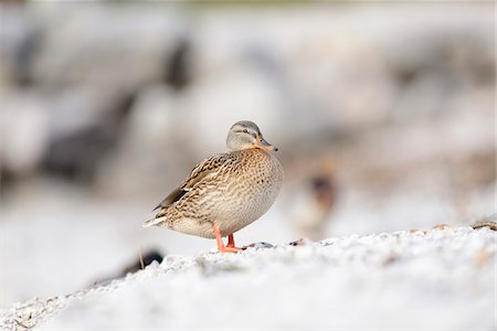 simsearch:700-02903788,k - Female Mallard Duck (Anas platyrhynchos) at Lake in Winter, Styria, Austria Photographie de stock - Rights-Managed, Code: 700-07310289