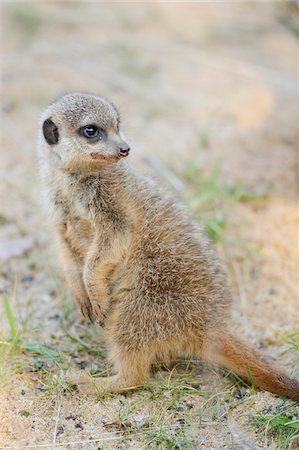 standing on hind legs - Close-up of Young Meerkat (Suricata suricatta) in Sand, Bavaria, Germany Photographie de stock - Rights-Managed, Code: 700-07310280