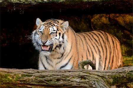 simsearch:700-08237045,k - Portrait of Siberian Tiger (Panthera tigris altaica), Bavaria, Germany Stockbilder - Lizenzpflichtiges, Bildnummer: 700-07310282