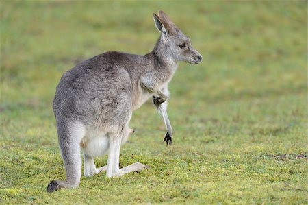 simsearch:700-07148182,k - Eastern Grey Kangaroo (Macropus giganteus) on Meadow, Bavaria, Germany Foto de stock - Con derechos protegidos, Código: 700-07310283