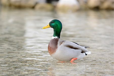 Male Mallard Duck (Anas platyrhynchos) at Lake in Winter, Grundlsee, Styria, Austria Stock Photo - Rights-Managed, Code: 700-07310290
