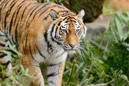 simsearch:700-06531839,k - Portrait of Siberian Tiger (Panthera tigris altaica), Bavaria, Germany Fotografie stock - Rights-Managed, Codice: 700-07310292