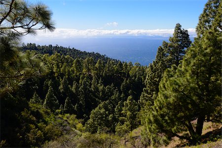 sempervirent - Fir Trees on Mountain against Ocean, La Palma, Santa Cruz de Tenerife, Canary Islands Photographie de stock - Rights-Managed, Code: 700-07355351