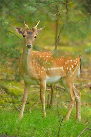 simsearch:700-07368505,k - Portrait of Fallow Deer (Dama dama) Buck in Summer, Hesse, Germany Stockbilder - Lizenzpflichtiges, Bildnummer: 700-07368499
