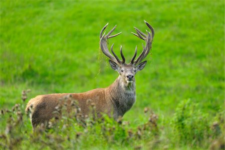 Male Red Deer (Cervus elaphus), Lower Saxony, Germany Foto de stock - Con derechos protegidos, Código: 700-07368504