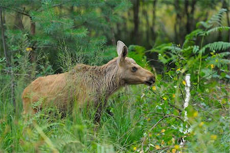 retrato de animal - Moose (Alces alces) Calf in Summer, Germany Foto de stock - Con derechos protegidos, Código: 700-07368507