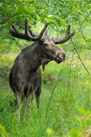 Bull Moose (Alces alces) in Summer, Germany Photographie de stock - Rights-Managed, Code: 700-07368508