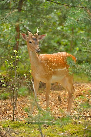 simsearch:700-07368505,k - Fallow Deer (Dama dama) Buck in Summer, Hesse, Germany Stockbilder - Lizenzpflichtiges, Bildnummer: 700-07368500
