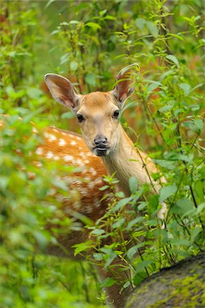 simsearch:700-07368505,k - Dybowski's Sika Deer (Cervus nippon dybowskii), Lower Saxony, Germany Stockbilder - Lizenzpflichtiges, Bildnummer: 700-07368501