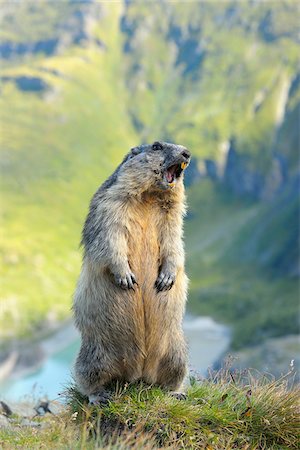 Alpine Marmot (Marmota marmota) Calling, Hohe Tauern National Park, Grossglockner High Alpine Road, Carinthia, Austria Stockbilder - Lizenzpflichtiges, Bildnummer: 700-07368514