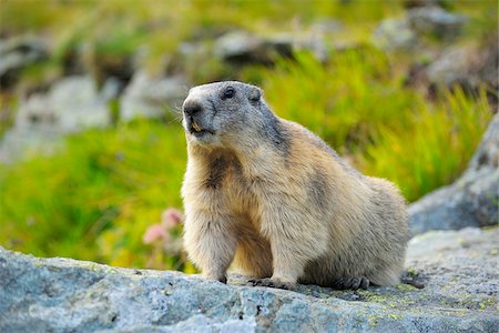 simsearch:700-07368516,k - Alpine Marmot (Marmota marmota), Hohe Tauern National Park, Grossglockner High Alpine Road, Carinthia, Austria Foto de stock - Con derechos protegidos, Código: 700-07368518