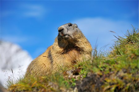 simsearch:700-06752605,k - Alpine Marmot (Marmota marmota), Hohe Tauern National Park, Grossglockner High Alpine Road, Carinthia, Austria Stockbilder - Lizenzpflichtiges, Bildnummer: 700-07368513