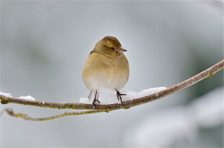 simsearch:614-09078854,k - Female Chaffinch (Fringilla coelebs) in Winter, Neuschonau, Bavarian Forest National Park, Bavaria, Germany Foto de stock - Con derechos protegidos, Código: 700-07368526