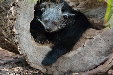 Binturong (Arctictis binturong) in Hollow Log Stockbilder - Lizenzpflichtiges, Bildnummer: 700-07368529