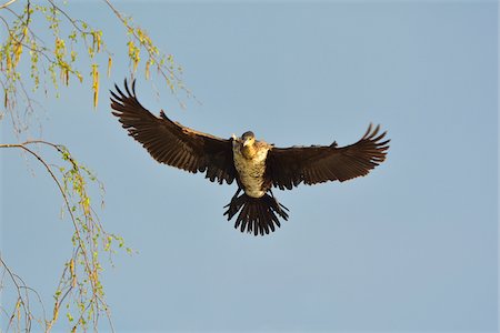envergadura (de las alas) - Great Cormorant (Phalacrocorax carbo) in Flight in Spring, Hesse, Germany Foto de stock - Con derechos protegidos, Código: 700-07368536